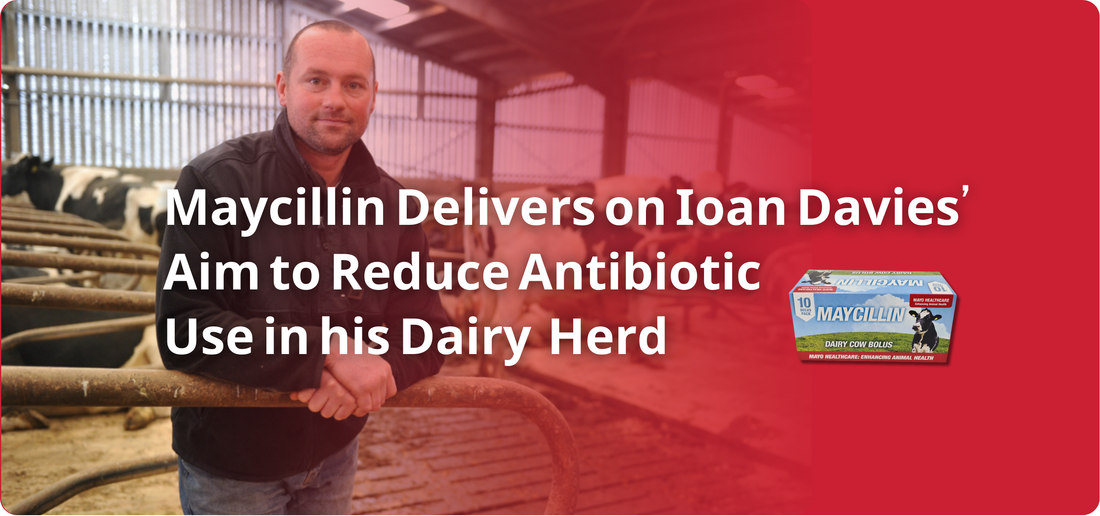 Maycillin Delivers on Ioan Davies' Aim to Reduce Antibiotic Use in his Dairy Herd