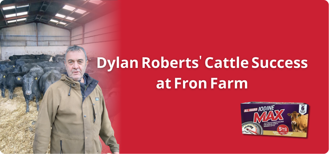 Dylan Roberts' Cattle Success at Fron Farm