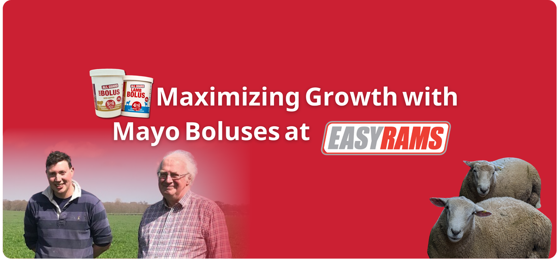 Maximising Growth Rates with Mayo Boluses at Easy Rams