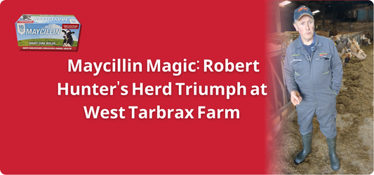Maycillin Magic: Robert Hunter's Herd Triumph at West Tarbrax Farm
