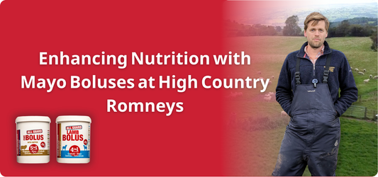 Enhancing Nutrition with Mayo Boluses at High Country Romneys